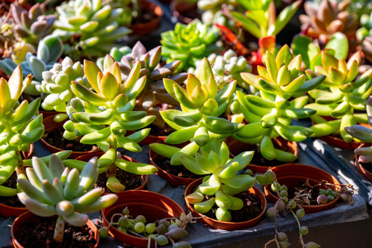 Echeveria is a large genus of flowering plants in the family Crassulaceae, native to semi-desert areas of Central America, Mexico and northwestern South America. Crassula ovata, commonly known as jade