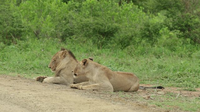 A male and female lion lying together next to a dirt road on a windy day in Kruger National Park.
