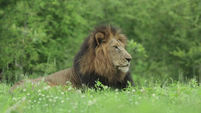 A low-angle view of a male lion lying in lush green grass turning his head and looking to the side with alert but relaxed awareness on a windy day in Kruger National Park, South Africa.