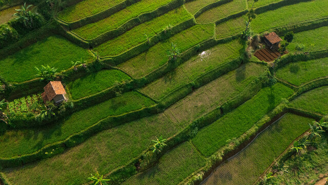 Aerial view of lush green rice terraces with small traditional huts and banana trees in the rural landscape of West Java, Indonesia.