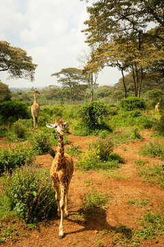 Baby Rothschild giraffe approach tourist pov in a lush acacia grove at the Nairobi Giraffe Center. Authentic wildlife conservation scene in Kenya at dusk