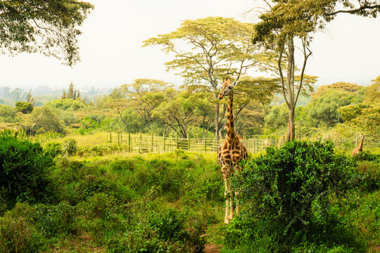 An adult female Rothschild giraffe stand isolated in greenery free in a lush acacia grove at the Nairobi Giraffe Center. Authentic wildlife conservation scene in Kenya at dusk