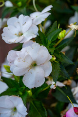 Fototapeta premium Impatiens hawkeri, the New Guinea impatiens, is a species of flowering plant in the family Balsaminaceae. It is native to Papua New Guinea and the Solomon Islands. It has been bred and hybridized in c