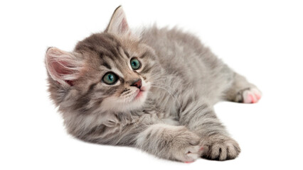 Cute fluffy gray domestic kitten lying down looking forward isolated on transparent background Png cut out ©  Morozova-png