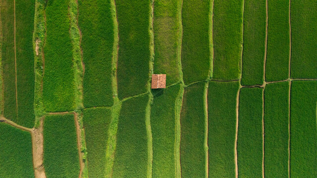 Aerial view of a small hut nestled within vibrant green rice paddies in West Java, Indonesia.