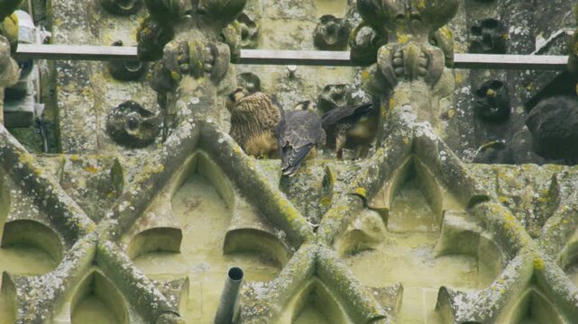 Three young peregrine falcons gathered together on ornate Gothic cathedral stonework, showing fledgling raptors in an urban nesting site on a historic building.