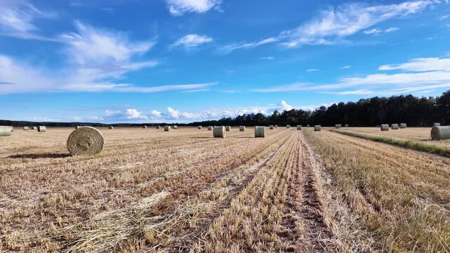 Curved stubble rows lead toward hay bales and distant treeline, bright sky, Maine
