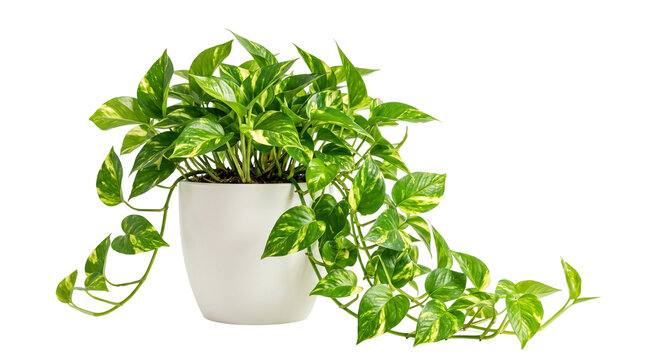 Golden Pothos houseplant in white ceramic pot, vibrant Epipremnum aureum indoor plant, lush trailing devil's ivy for home interior decor isolated PNG with Transparent Background