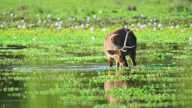 A majestic Sambar deer with large antlers grazes in a lush green swamp. This authentic wildlife scene from India captures the animals reflection in the water, suitable for nature documentaries.