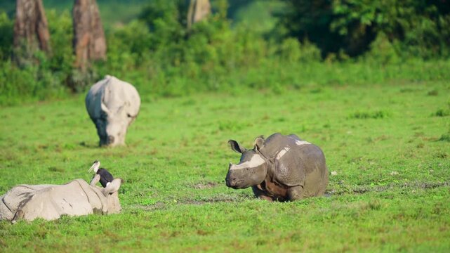 Authentic cinematic shot of Indian rhinoceroses relaxing in a lush green meadow during golden hour. Great for wildlife conservation and ecofriendly travel content.