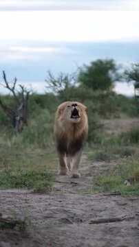 Majestic male lion walking forward and roaring in this intense high definition wild animal video footage