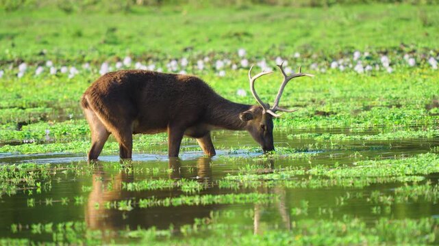 A majestic male Sambar deer with large antlers grazes in a lush green wetland in India. Authentic wildlife behavior captured in a cinematic natural habitat.