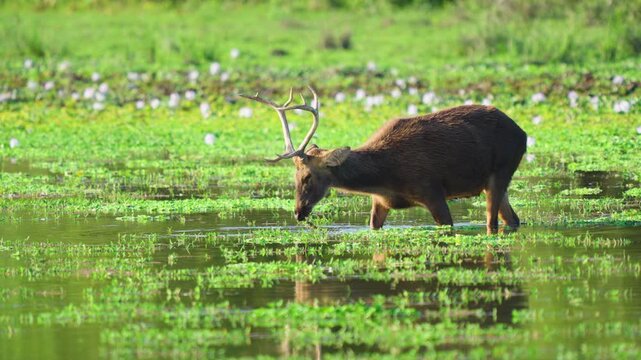 An authentic shot of a male Sambar deer with large antlers drinking from a lush green marsh in India. Cinematic wildlife scene for nature and sustainability documentaries.