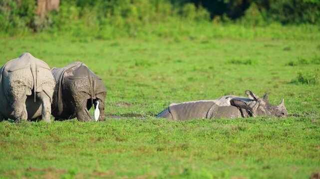 Authentic cinematic shot of endangered Indian rhinoceroses wallowing in a mud pit while egrets and storks rest on their backs in the wild grasslands of India.