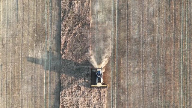 Aerial Drone View of Combine Harvester Harvesting Grain Field with White Storks in Podlaskie, Poland