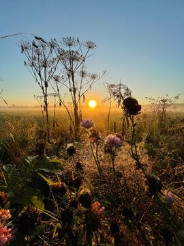 Golden sunrise over rural meadow with hogweed silhouettes in warm morning light, peaceful countryside landscape, scenic agricultural field, misty nature background