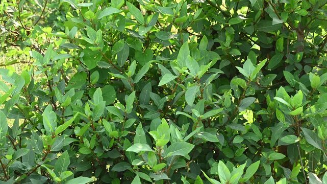 The plant shown in the image is likely Ficus racemosa, commonly known as the Cluster Fig, Indian Fig Tree, or Gular Fig. Ficus racemosa cluster fig tree with natural growth