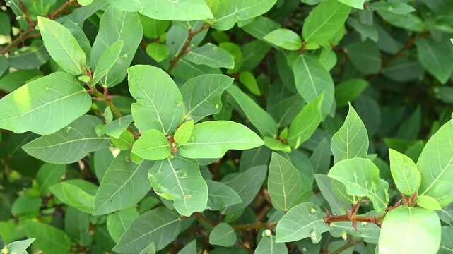 The plant shown in the image is likely Ficus racemosa, commonly known as the Cluster Fig, Indian Fig Tree, or Gular Fig. Ficus racemosa cluster fig tree with natural growth