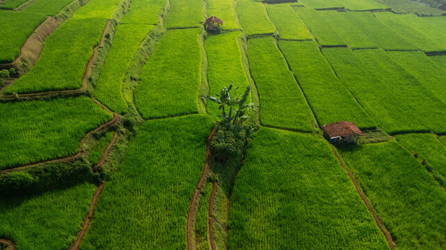Aerial view of lush green rice terraces with small huts and banana trees in West Java, Indonesia.