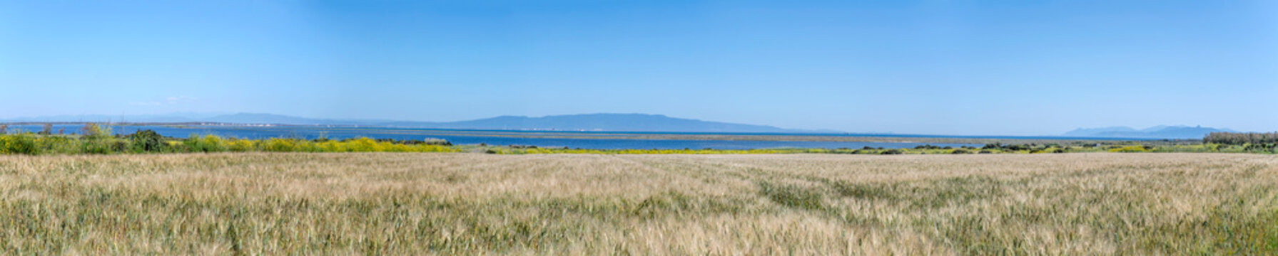 large wheat field on Mistras lagoon shore, S.Giovanni di Sinis, Italy