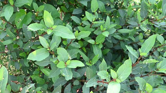 The plant shown in the image is likely Ficus racemosa, commonly known as the Cluster Fig, Indian Fig Tree, or Gular Fig. Ficus racemosa cluster fig tree with natural growth
