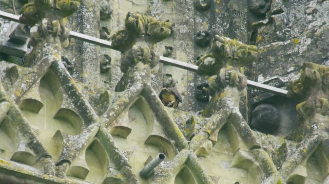 A young peregrine falcon nearly loses its balance while moving around historic cathedral stonework, showing early fledgling behaviour at an urban nest site in the UK.