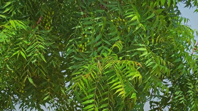 Ripening neem fruits known as nimboli hang among lush green branches and swaying leaves creating a natural scene that highlights seasonal growth and healthy foliage