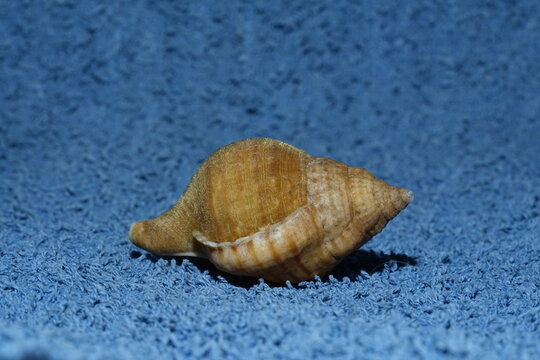 Closeup view of shell of Pustular triton. Its a species of predatory sea snail, a marine gastropod mollusk in the family Cymatiidae. Dredged from -100 meters deep in craytraps in Algoa bay.