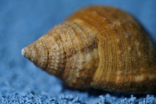Closeup view of shell of Pustular triton. Its a species of predatory sea snail, a marine gastropod mollusk in the family Cymatiidae. Dredged from -100 meters deep in craytraps in Algoa bay.