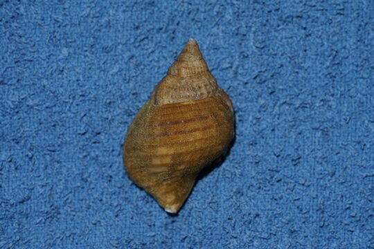 Closeup view of shell of Pustular triton. Its a species of predatory sea snail, a marine gastropod mollusk in the family Cymatiidae. Dredged from -100 meters deep in craytraps in Algoa bay.