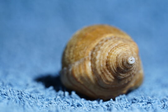 Closeup view of shell of Pustular triton. Its a species of predatory sea snail, a marine gastropod mollusk in the family Cymatiidae. Dredged from -100 meters deep in craytraps in Algoa bay.