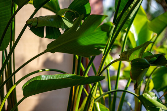 Strelitzia nicolai, commonly known as the wild banana or giant white bird of paradise, is a species of banana-like plants with erect woody stems reaching a height of 7&ndash;8 m, and the clumps formed can s