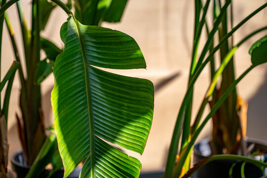 Strelitzia nicolai, commonly known as the wild banana or giant white bird of paradise, is a species of banana-like plants with erect woody stems reaching a height of 7&ndash;8 m, and the clumps formed can s