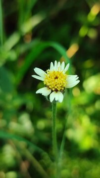 Tridax procumbens wildflower blooming naturally, featuring small white petals and yellow center in a tropical outdoor environment.
