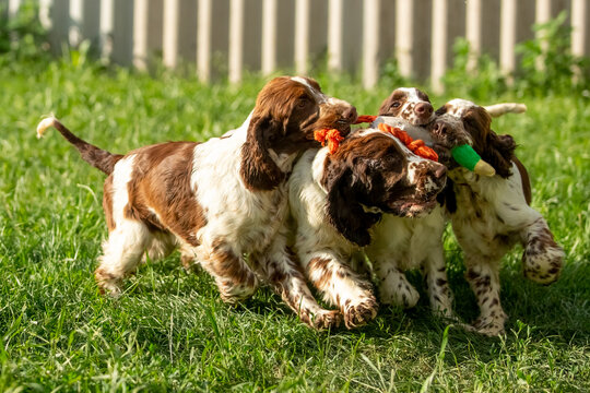 English Springer Spaniel Puppies Playing Together with Toys on Green Grass