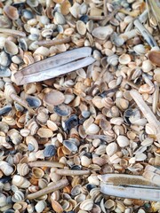 Full frame background of various natural seashells and razor clams on a beach © Irina
