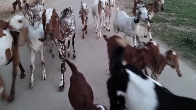 Herd of Domestic Goats Walking Along a Rural Road