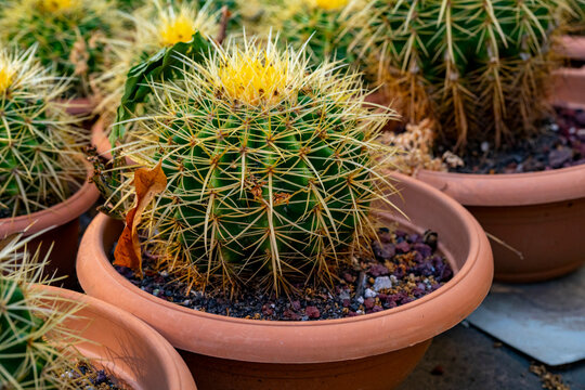 Parodia ottonis, also known as Indian head cactus, is a species of flowering plant in the family Cactaceae. This cactus species is found in Argentina, Brazil, Paraguay and Uruguay. There are two recog