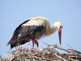 White stork in the nest © Tarik
