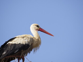 Fototapeta premium White stork in the nest