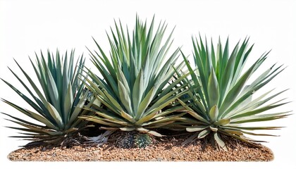 Fototapeta premium Group Of Agave Plant Isolated On White Background Png File