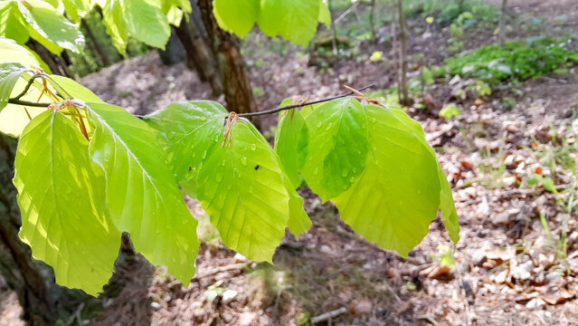 Young leaves on alder tree branch.