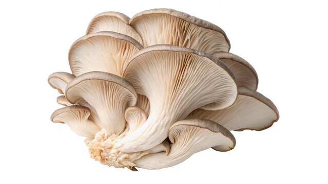 Fresh organic grey oyster mushrooms cluster raw food isolated on transparent background