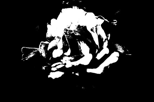 Abstrakte wei&szlig;e Rose als kontrastreiche Silhouette auf schwarzem Grund