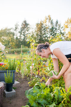 Woman harvesting vegetables from a community garden