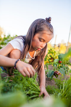 Young girl harvesting fresh carrots from garden