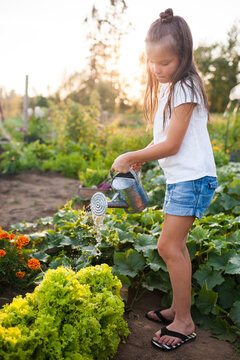 Little girl watering lettuce in a sunny garden