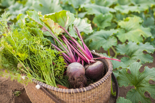 Baset full of vegetables harvested from a community garden