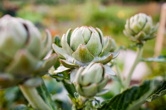 Green artichoke buds growing in a garden