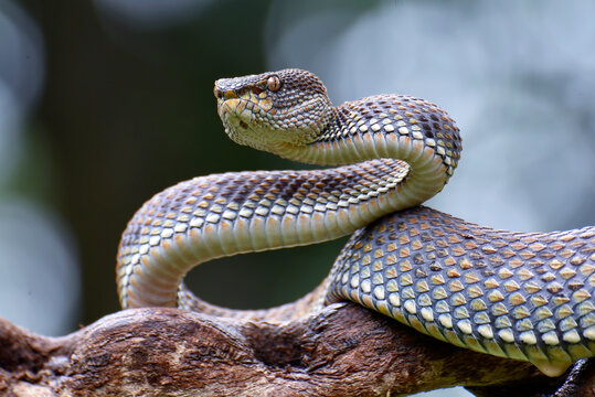A mangrove pit viper in a poised stance, ready to strike.